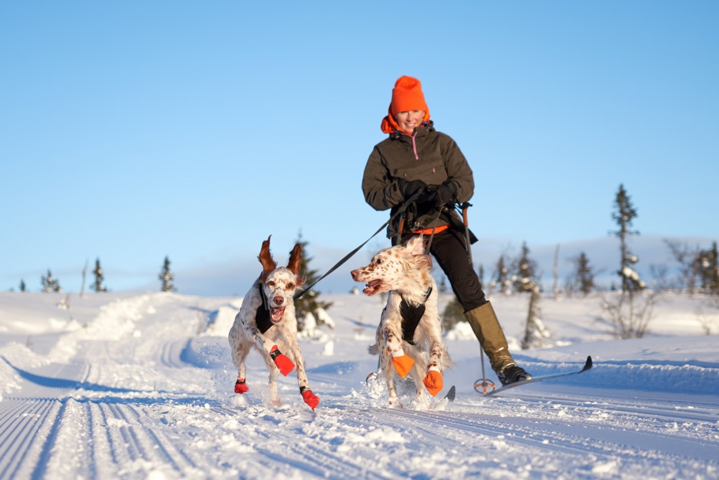 Settere løper i bånd mens eieren står på ski i den norske fjellheimen