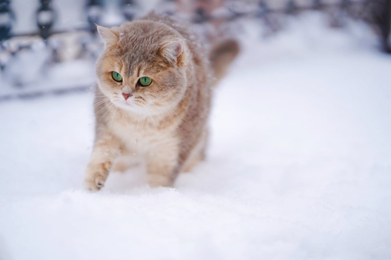 En katt tasser i snøen