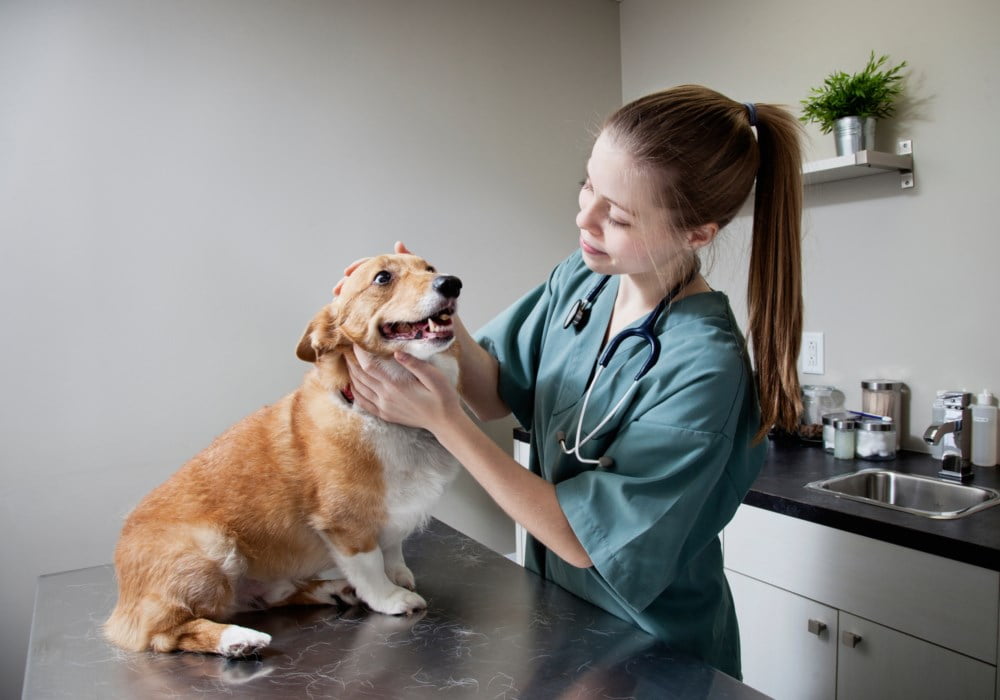 Corgi blir sjekket av veterinær